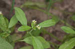 Fourspike heliotrope